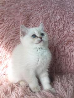 Echte British Shorthair Kitten in lilac Golden shadet point mit Stammbaum