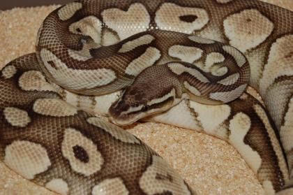 Python regius Butter Pastel adult und Yellowbelly het für Ivory  adult