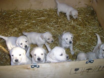 Golden Retriever Welpen