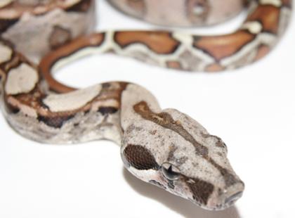 Abgottschlange   Boa constrictor Nachzuchten