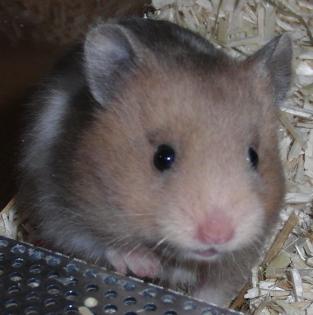 Hamster/Teddyhamster aus liebevoller Hobbyzucht