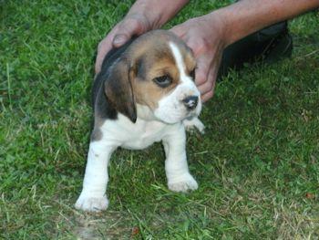 BEAGLE WELPEN