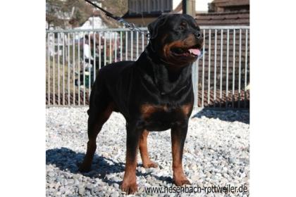 Rottweilerwelpen vom Nesenbach