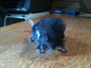 Chinchilla Babys mit Zuchtnachweis abzugeben ( Eltern Preisträger Tiere)