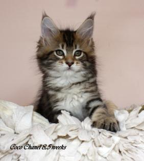 Maine coon Kitten - suchen neue Familien