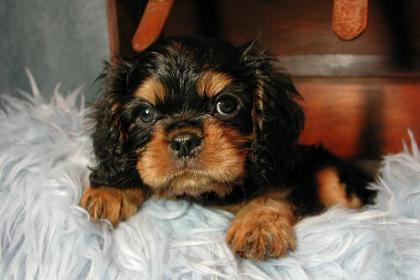 Cavalier Welpen in black and tan Rüde & Hündin