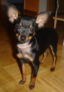 Russicher Toy Terrier zu Verkaufen!