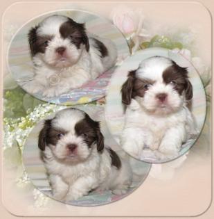 Shih Tzu Welpen Reinrassig