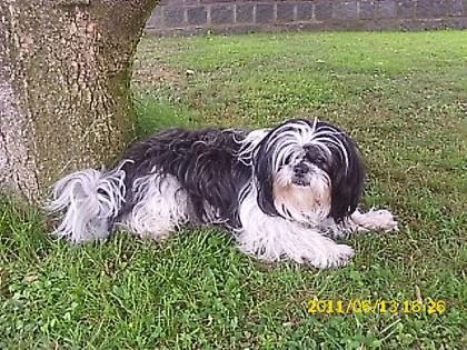 Suche shih-tzu mänchen zum decken