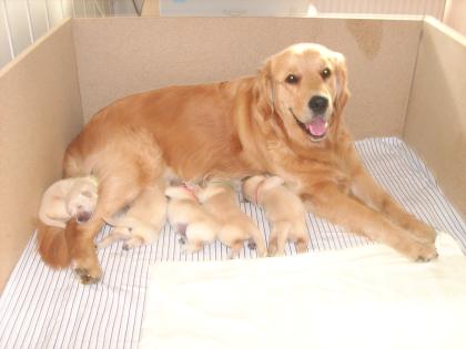 Golden-Retriever-Welpen