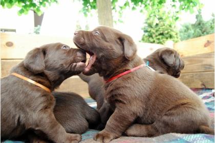 Süße schokobraune Labrador Welpen mit Stammbaum