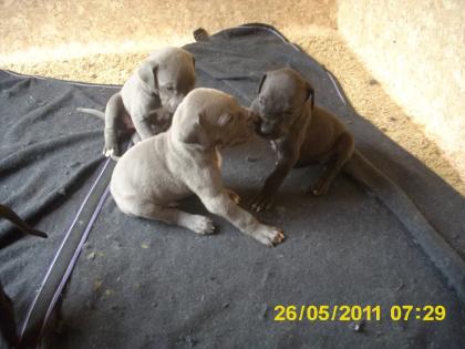 Deutsche Doggenbabys