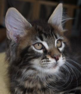 Maine Coon Kitten mit Stammbaum abzugeben 