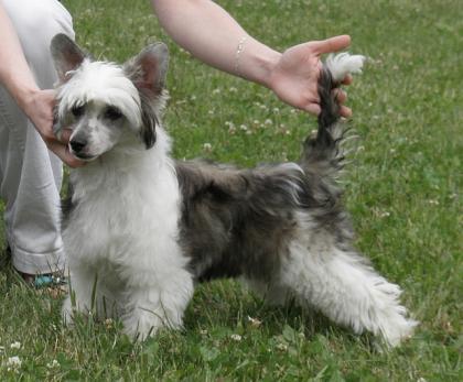 Chinesischer Schopfhund