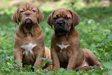 Bordeauxdoggen Welpen mit VDH-Papiere, Wurfankündigung
