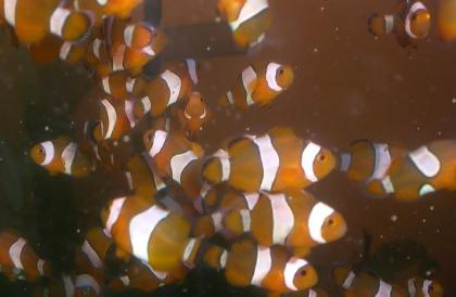 Biete Amphiprion ocellaris, Clownfisch, NEMO