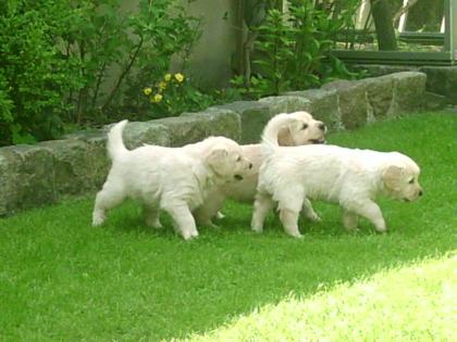 Golden Retriver Welpen