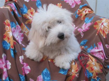 COTON DE TULEAR super süße Welpen zu verkaufen