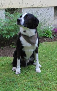 Bordercollie-Schnauzer-Mix in gute Hände abzugeben.