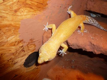 Leopardgeckos abzugeben