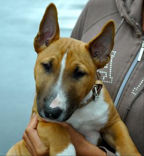 Miniature bullterrier mit FCI Papiere