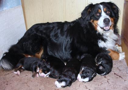 Bernersennenhund Welpen