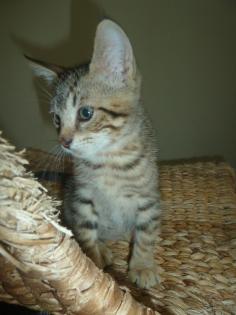 Katerchen Milo sucht eine Familie