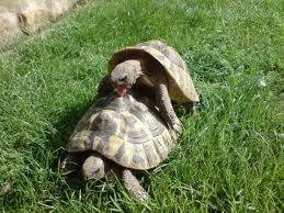 Paarungsbereite griechische Landschildkrötenmännchen