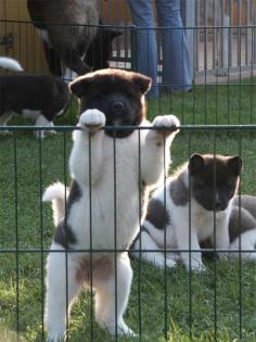 AMERICAN AKITA WELPEN mit VDH/FCI-Papieren !
