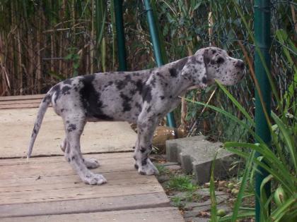 Deutsche Doggen vom Meißner Land