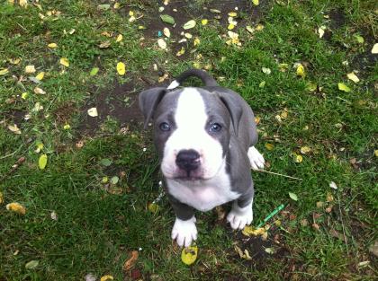 American Pitbull Pit Bul Red Nose und Blue Line sehr selten liebhaber hunde Bull