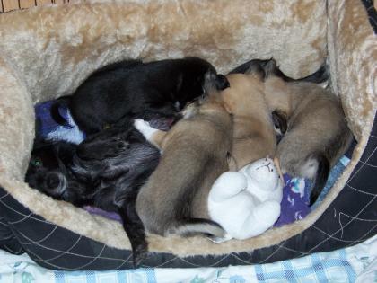 Süße Chihuahuawelpen ab mitte August Abzugeben