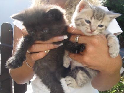 Bildschöne Waldkatzen-Karthäuser-Mischlings-Baby s