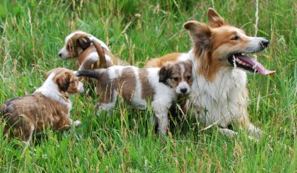 Collie-Australian Shepherd-Bordercollie-Mix