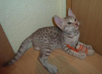 Ocicat-Kitten - Kleine Kostbarkeiten im Tupfenlook !!!