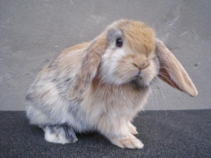 NHD   Mini Lop Widder