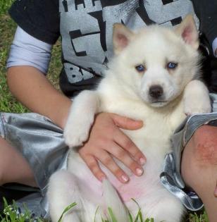 Ausgefallen schöne Husky - Welpen 