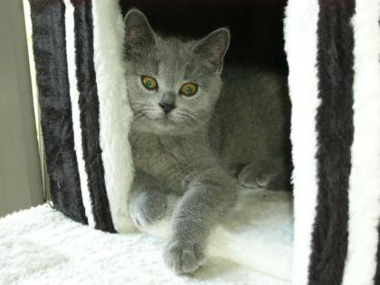 ACHTUNG SÜSSE KARTÄUSER KITTEN ABZUGEBEN!