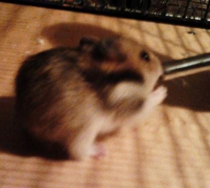 Hamsterbabys♥