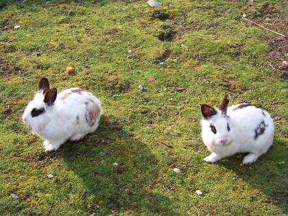 Zwergkaninchen günstig abzugeben