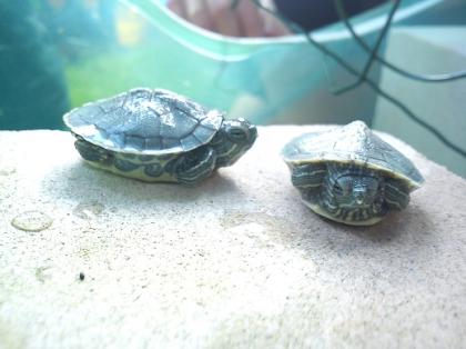Rotwangenschmuckschildkröten eigene Nachzucht