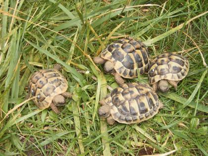 Griechische Landschildkröten abzugeben