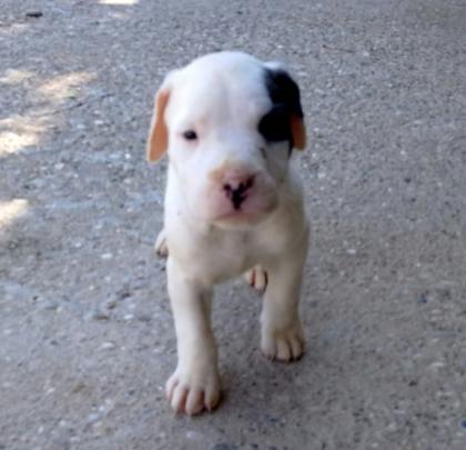 Dogo Argentino Welpen aus besondere verpaarung