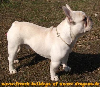 Traum in CREME   Deckrüde Französische Bulldogge/ French Bulldog/ Bully!