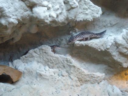 Biete Leopardgeckos