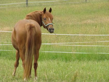 Haflingermix Stute, Pretty Women, Stm. 147cm, 3j.