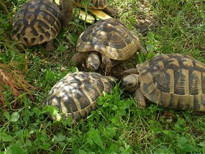 Griechische Landschildkröte, NZ2021, m