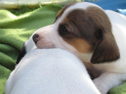 Jack Russel Terrier Welpen