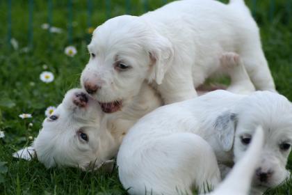 English Setter Welpen (VDH)