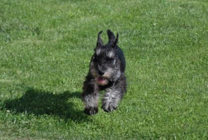 Zwergschnauzer Schwarz silber